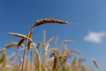 tagreuters.com2024binary_LYNXNPEK2C0F7-VIEWIMAGE